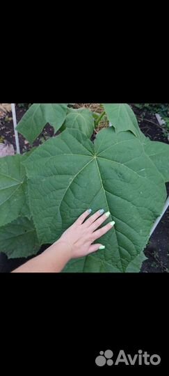 Павловния pao tong z07 цветущее дерево