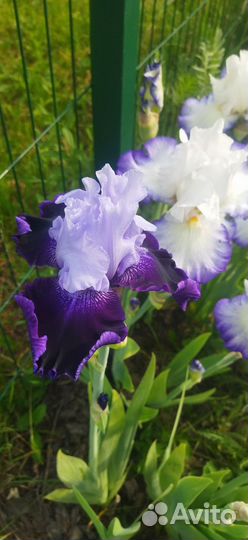Ирисы бородатые и ещё много чего