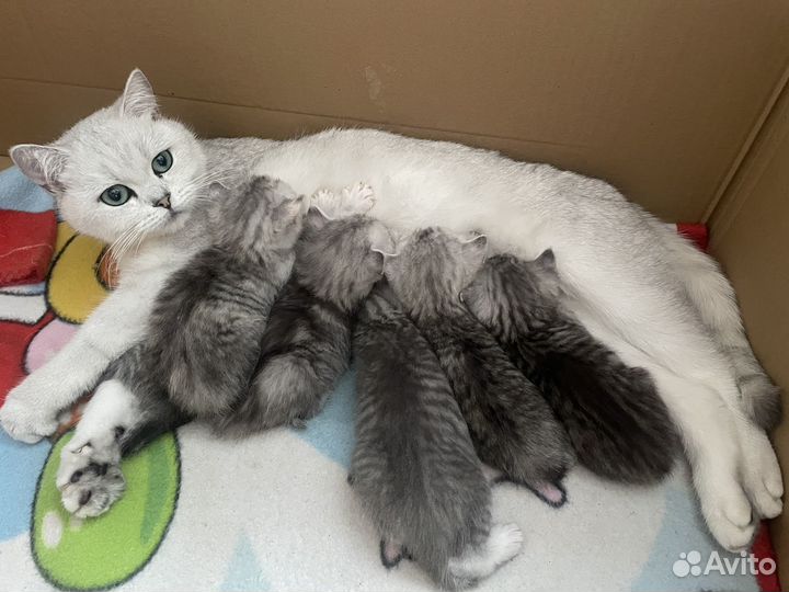 Котята к новому году