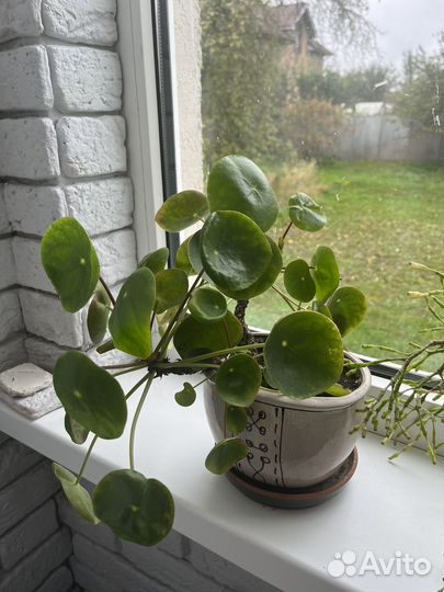 Пилея пеперомиевидная