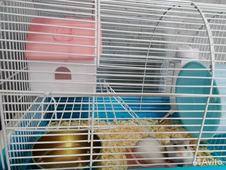 Сирийский хомяк с клеткой