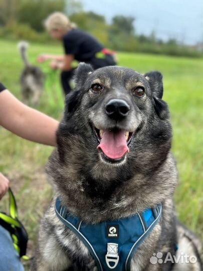 Добрейшая собака 6 лет не выходила из вольера