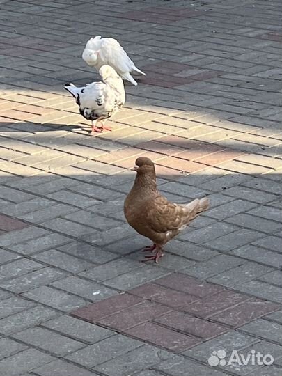 Голубь Кинг