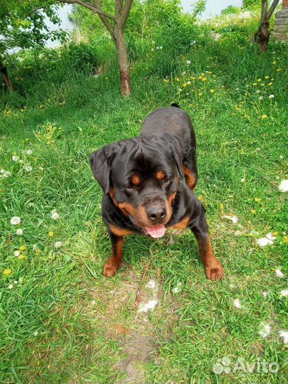Ротвейлер