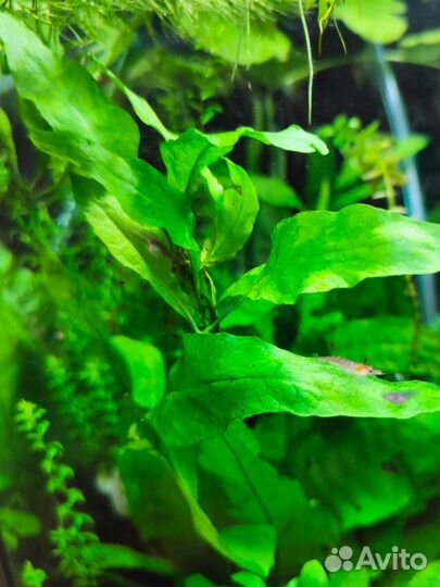 Излишки/прополка аквариумных растений