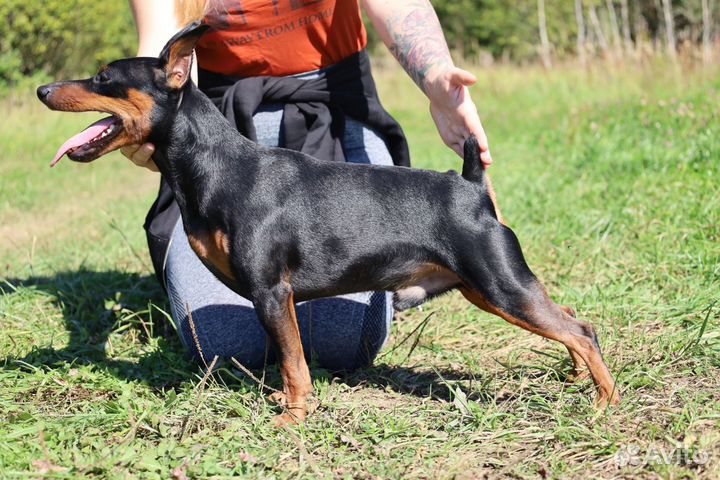 Вязка кобель