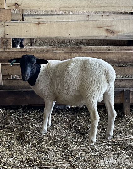 Баранчики Дорпер F4-F5 на племя