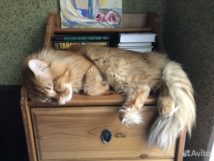 Кот мейн-кун вязка