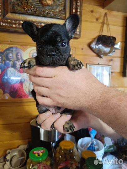 Французский бульдог щенки