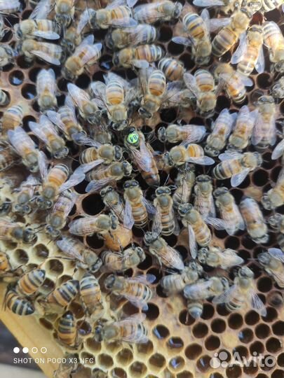 Пчелопакеты карника, семьи