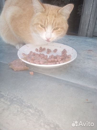 Отдам в добрые руки кота