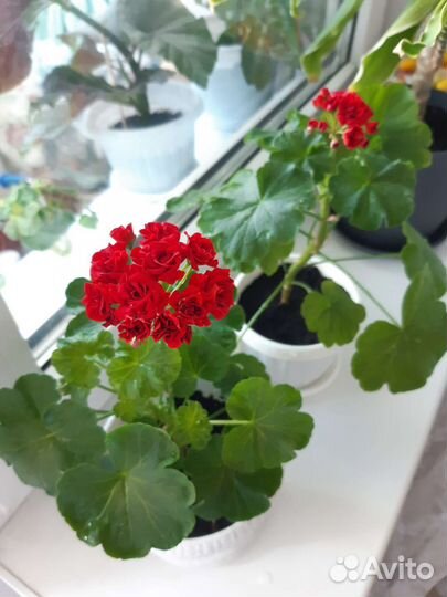 Пеларгония герань розебудная красная