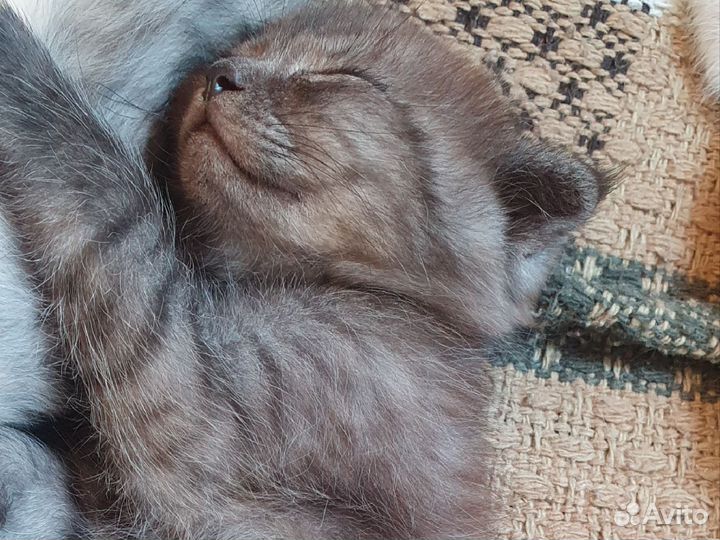 Вислоухие котята
