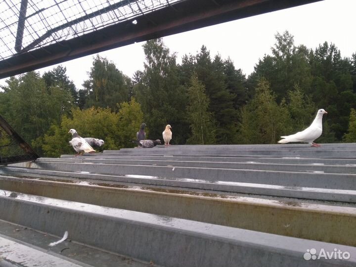 Голуби летные,бойные,для гона