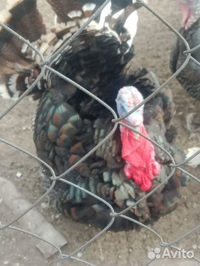 Индюк обмен