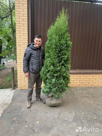 Туя Смарагд 220 см