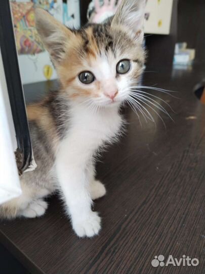 Кошка в дар