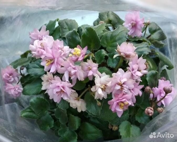 Трейлерные фиалки