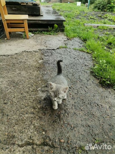 Отдам бесплатно