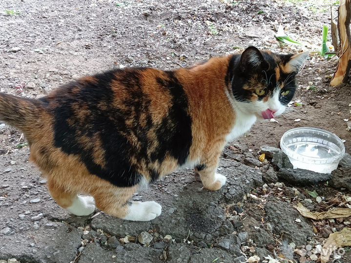 Прекрасная кошка для семьи (ласковая)