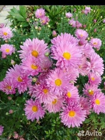 Хризантема