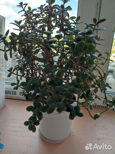 Денежное дерево толстянка