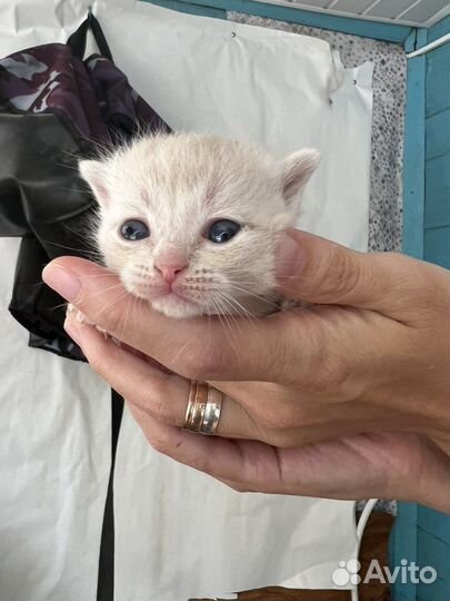 Кошка и котята