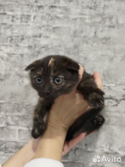 Котики бесплатно в добрые руки