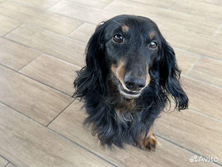 Длинношерстная карликовая такса кобель вязка