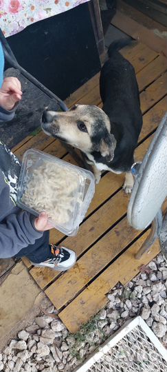 Собака дворняжка щенок