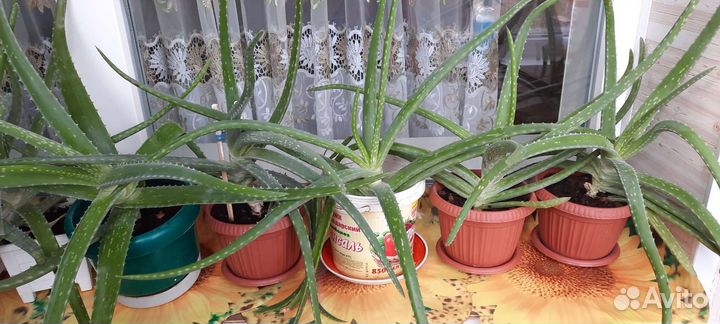 Алоэ трёхлетнее