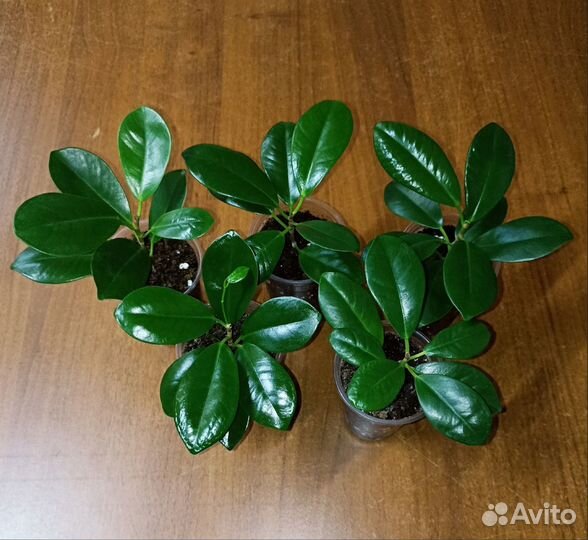 Фикус Мокламе Голден Моник Диверсифолия Наташа