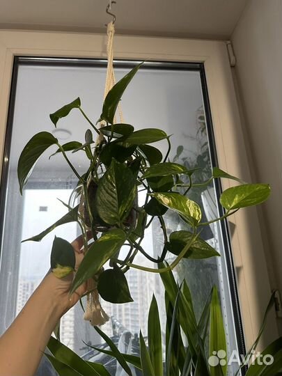 Эпипремнум