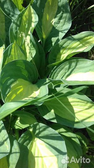 Хоста, бадан