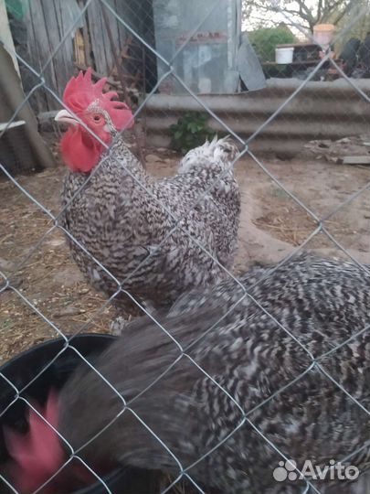 Инкубационное яйцо