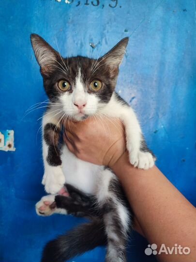 Мальчишка в добрые руки