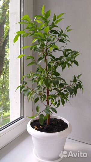 Фикус бенджамина большой