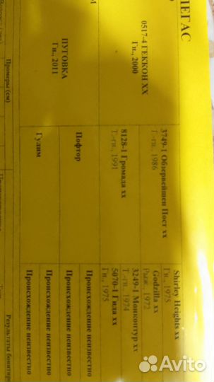 Чк жеребчик