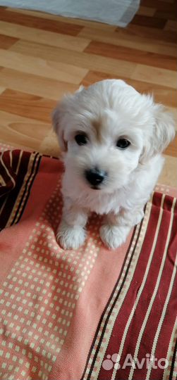 Щенки мальтипу