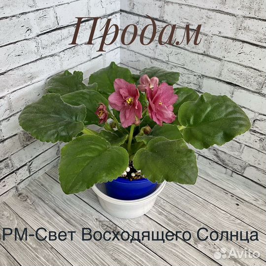 Фиалка