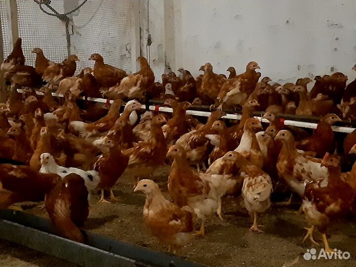 Продажа курей, утят, гусят и яйца оптом и розница