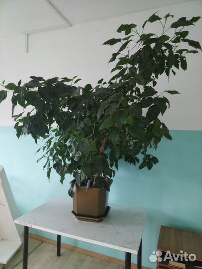 Китайская роза