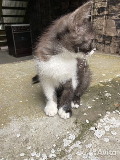 Кошки в добрые руки бесплатно