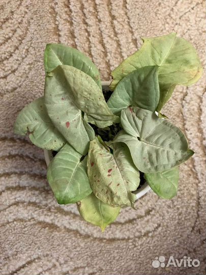 Сингониумы