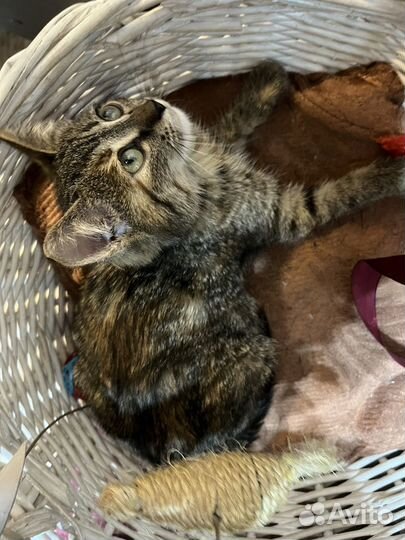 Брошенные котята
