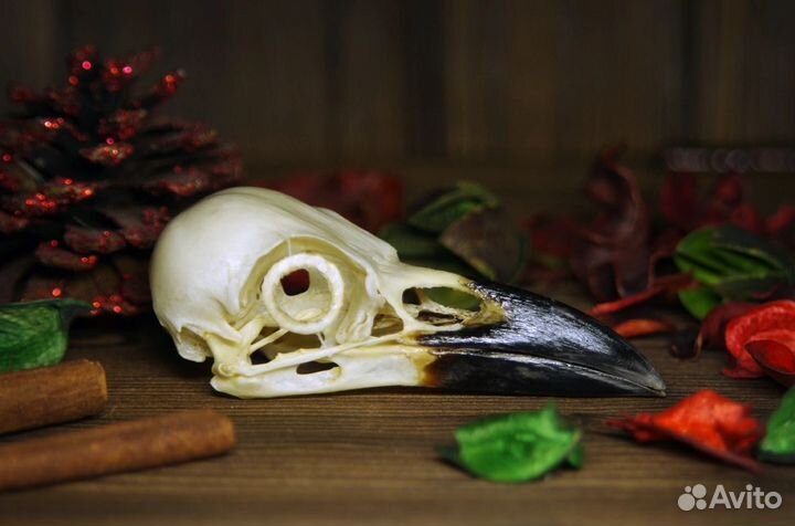 Череп вороны