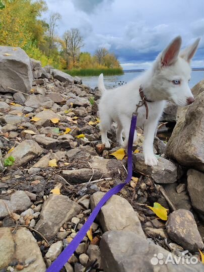 Щенки хаски