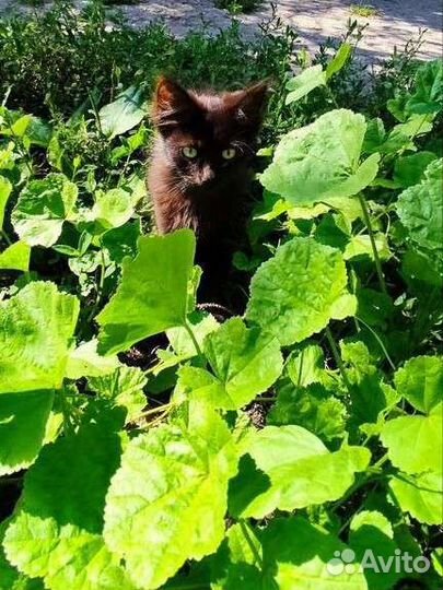 Черный котенок зеленоглазый
