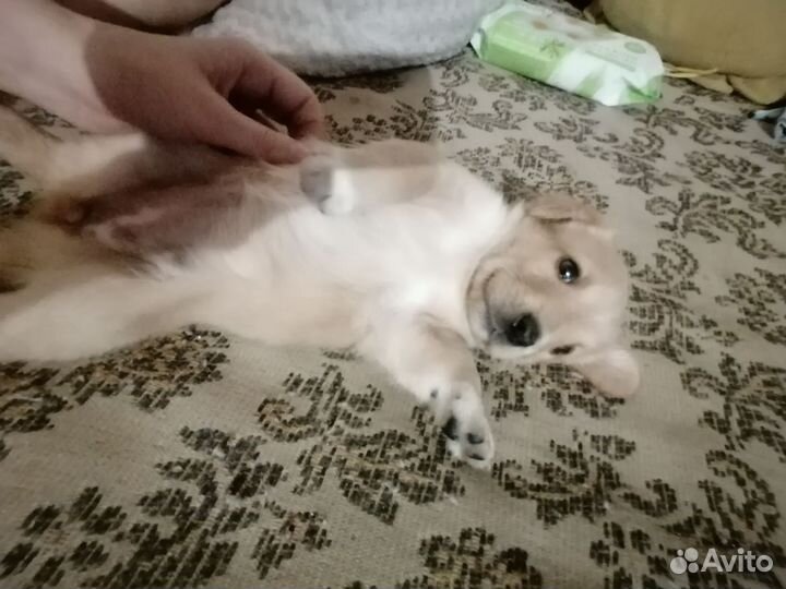 Отдам двух прекрасных щенят, девочки