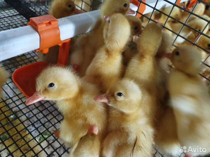 Утята цыплята гусята муларды индюшата бройлеры